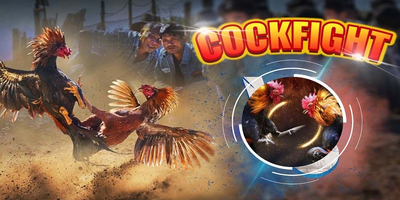 Khám phá hình thức chọi gà Campuchia online cực hot