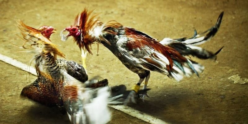 Đá gà FB88 - Sới gà chất lượng hàng đầu Việt Nam